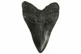 Fossil Megalodon Tooth - South Carolina #295917-1